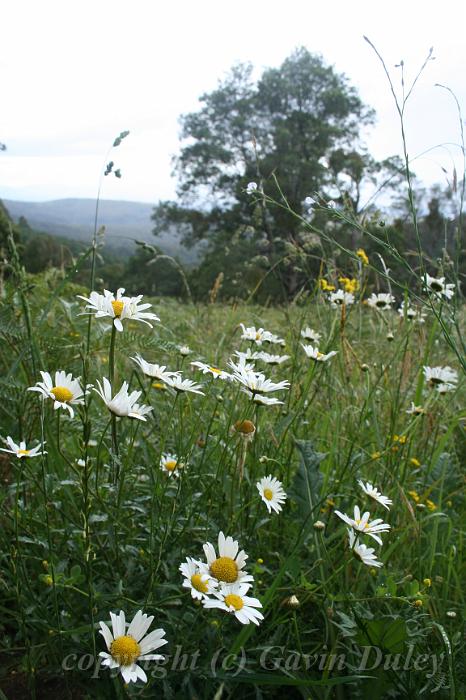 Field of daisies, Olinda Arboretum II.JPG